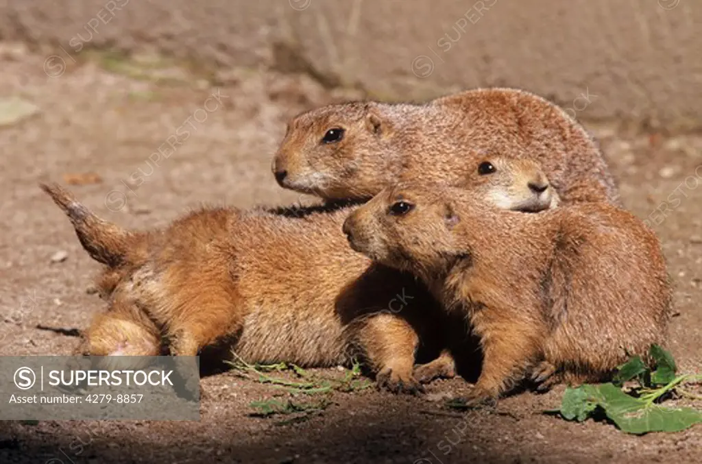three young prairie dogs - playing, Cynomys spezies