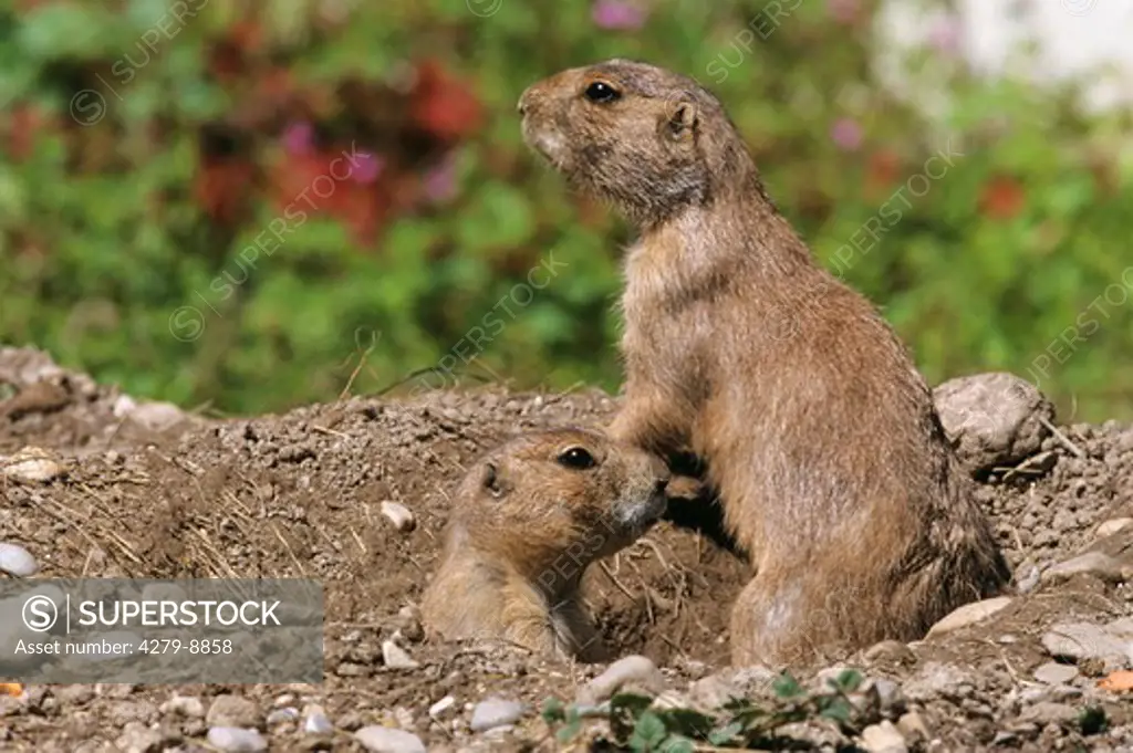 two young prairie dogs at hole, Cynomys spezies