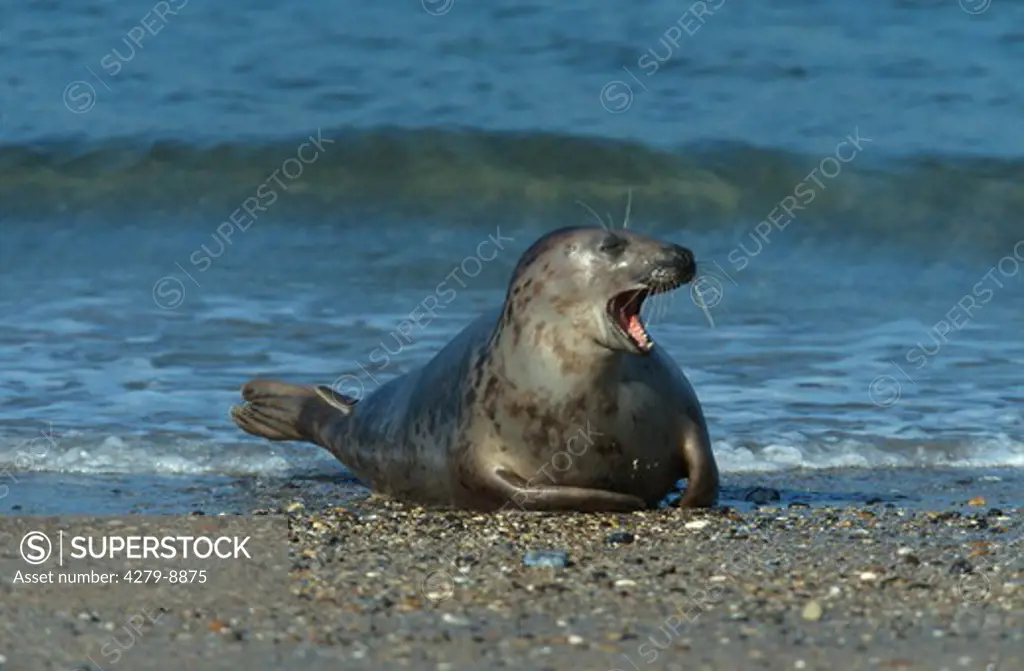 grey seal on the waterfront - yawning, Halichoerus grypus