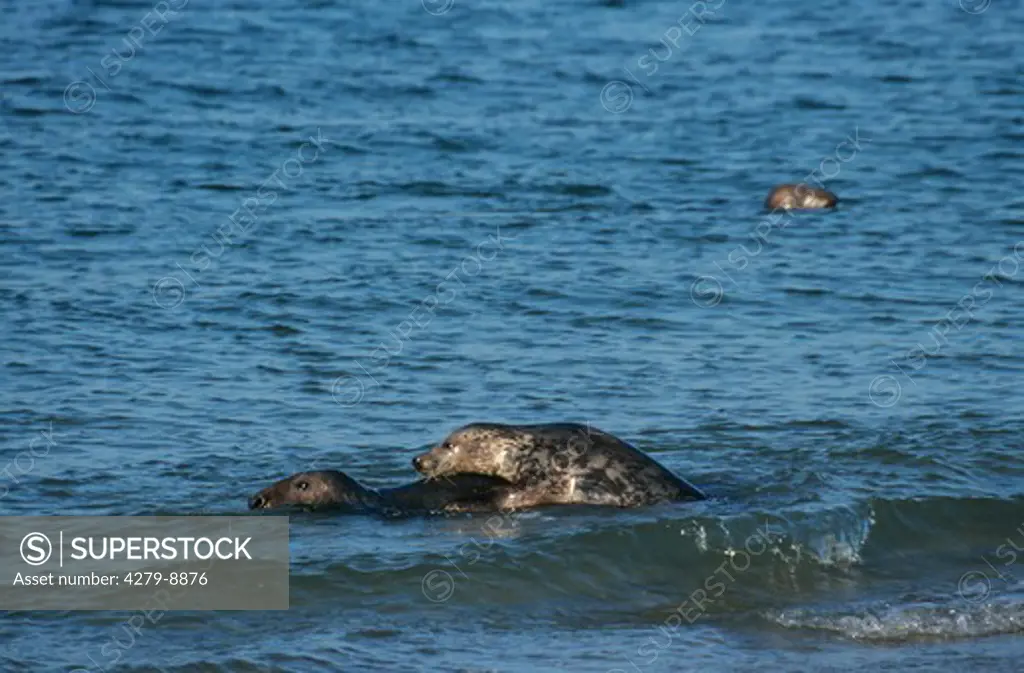 two grey seals in water, Halichoerus grypus