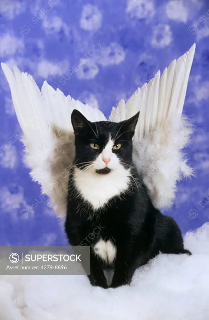 domestic cat with angel's wings