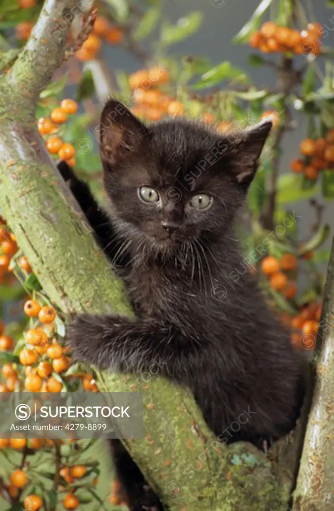 black kitten on tree