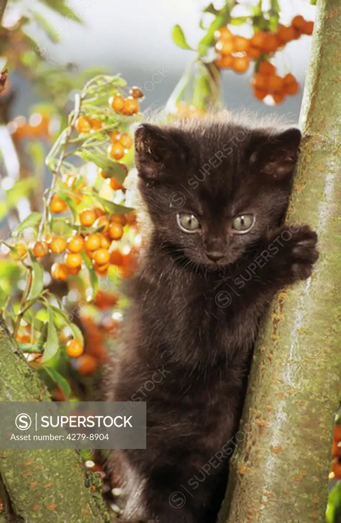black kitten on tree