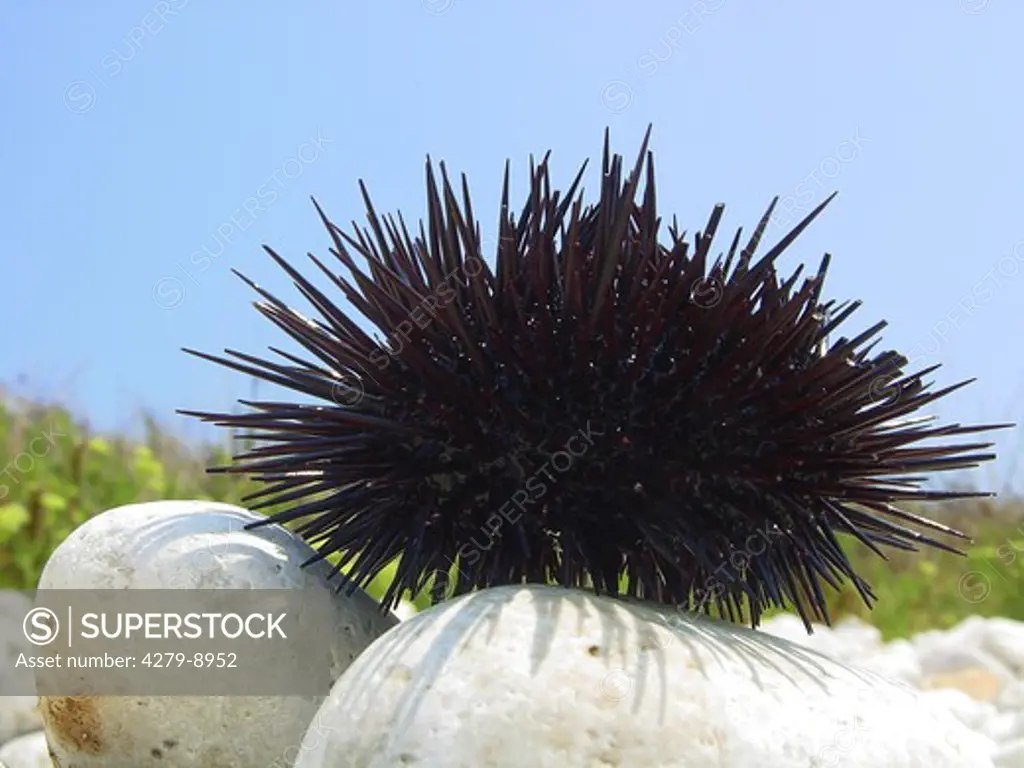 sea urchin, Echinoidea