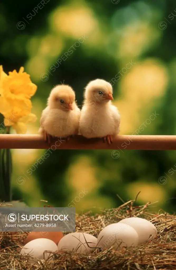 two chicks of a hen with Easter eggs and daffodils