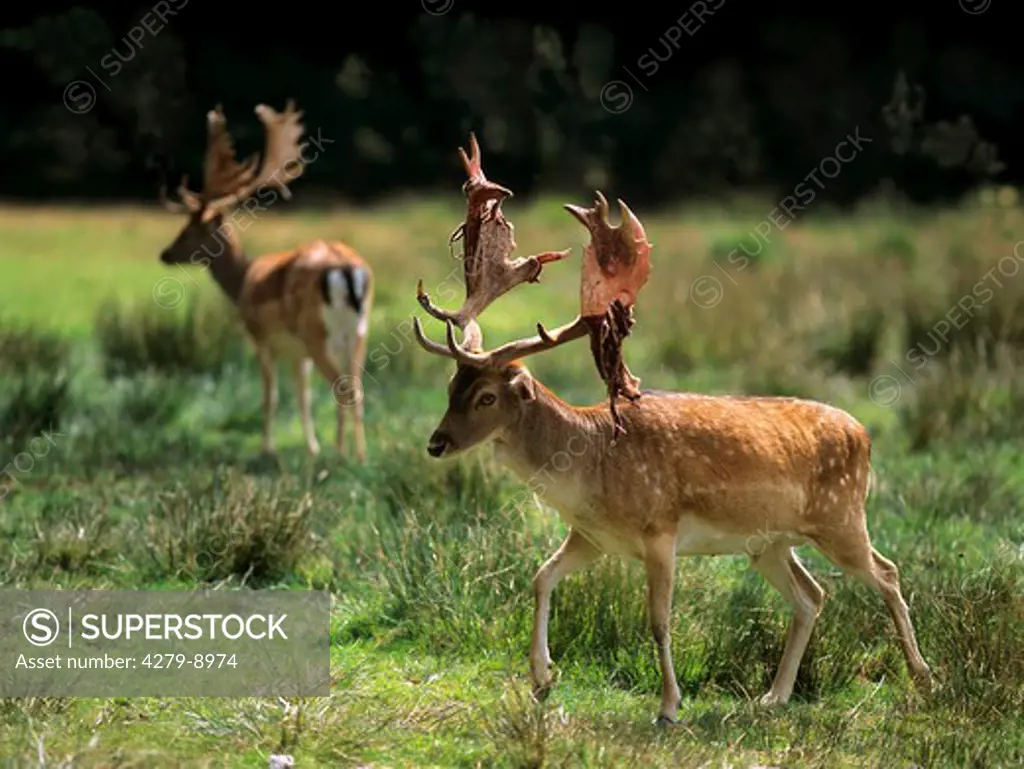 Fallow deer - stags, Cervus dama