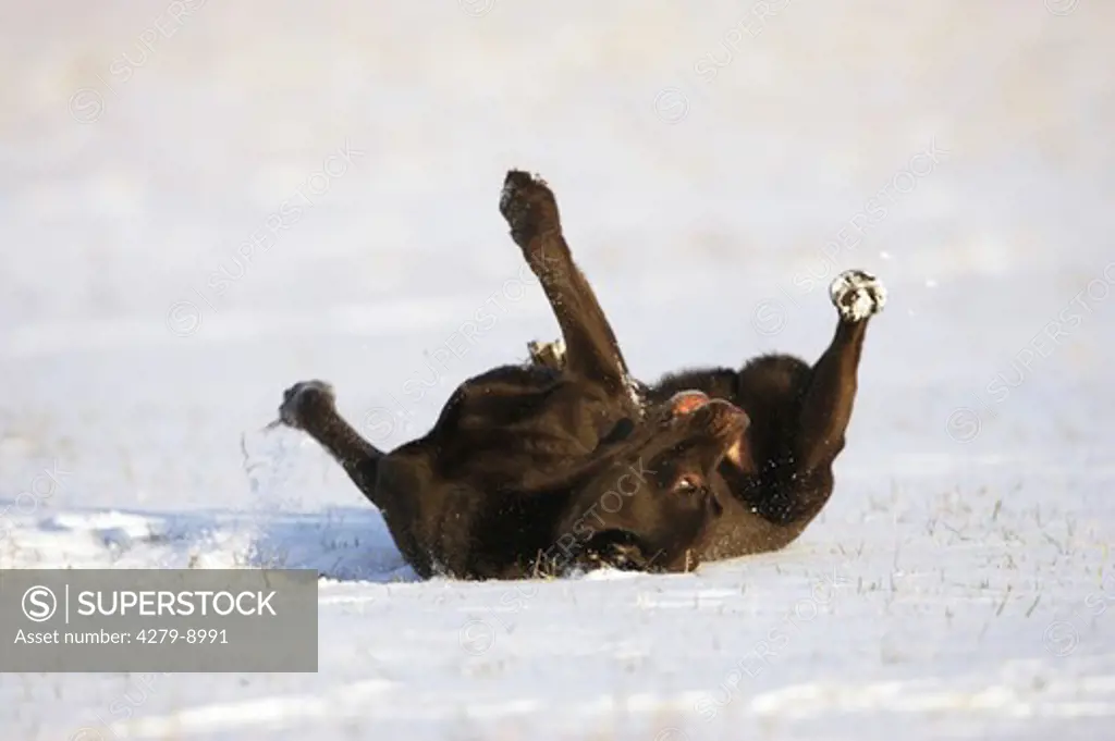 labrador retriever - wallowing in snow