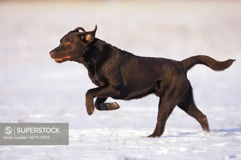 labrador retriever - running in snow