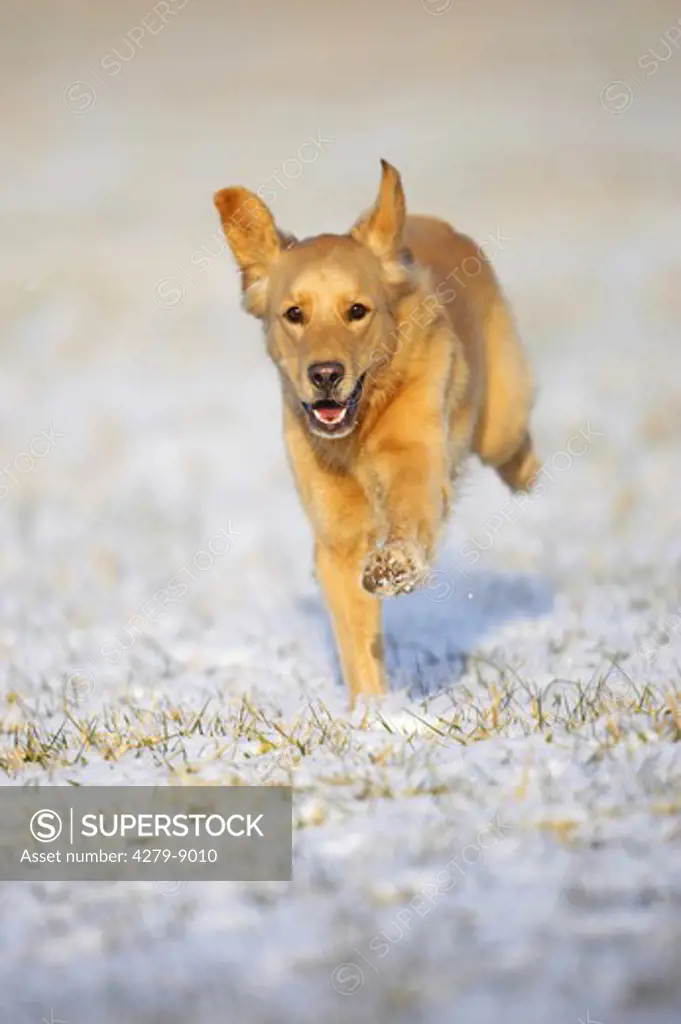 Golden Retriever - running in snow