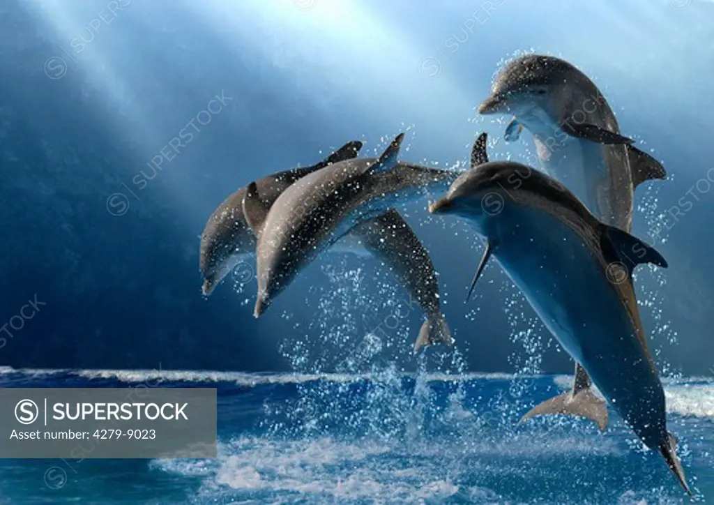 jumping bottlenose dolphins, tursiops truncatus