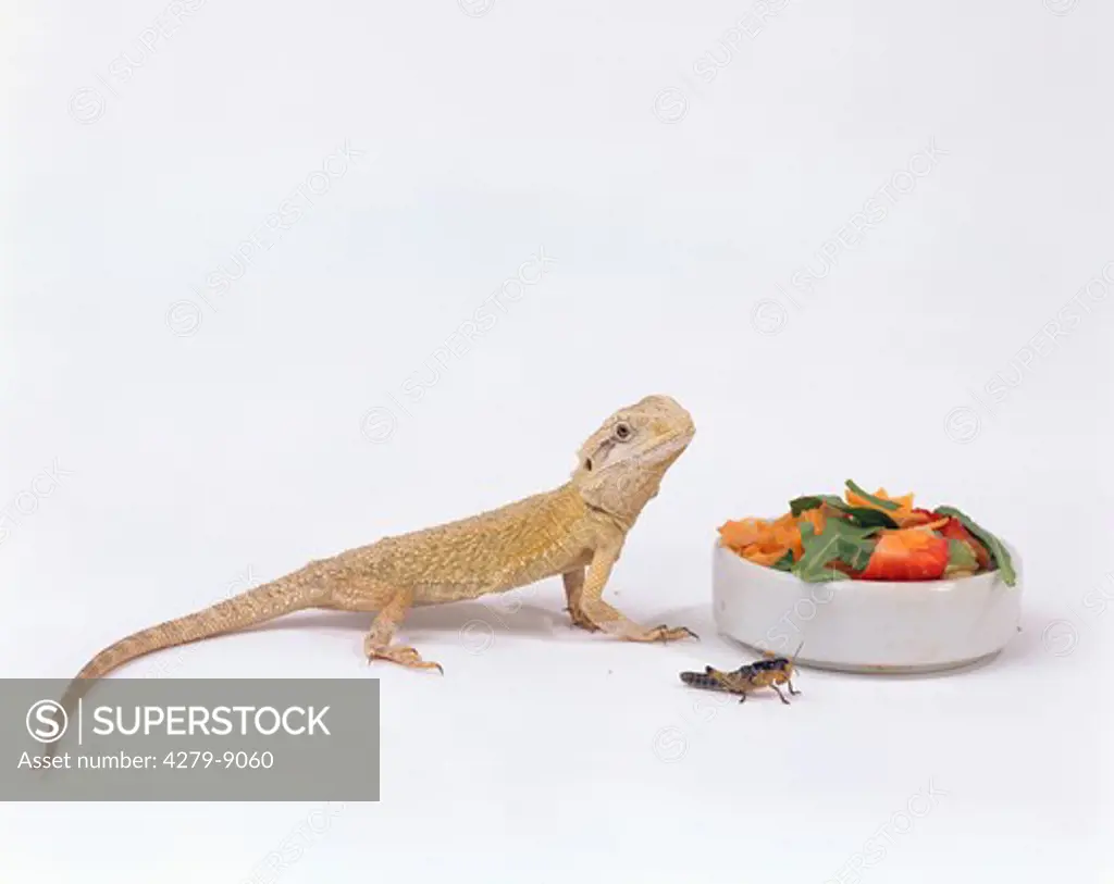 Mitchell's Bearded Dragon in front of feeding bowl with grasshopper, Pogona mitchelli