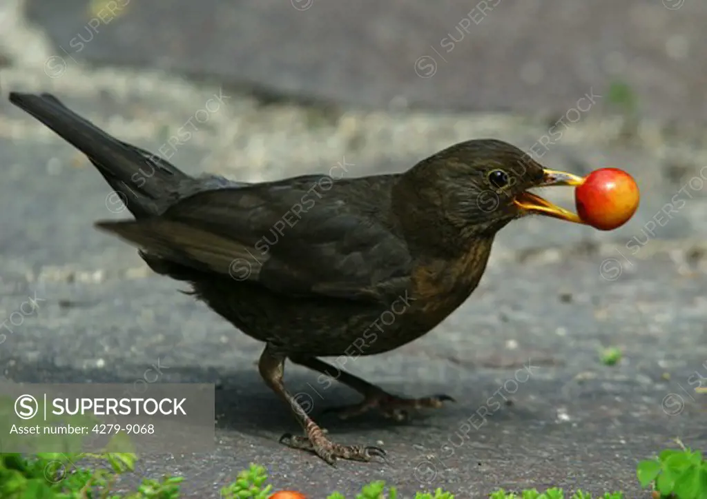 Blackbird with berry in bill, Turdus merula