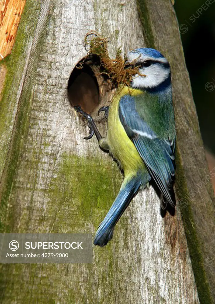 Blue Tit with material for the nest at nesting box, Parus caeruleus