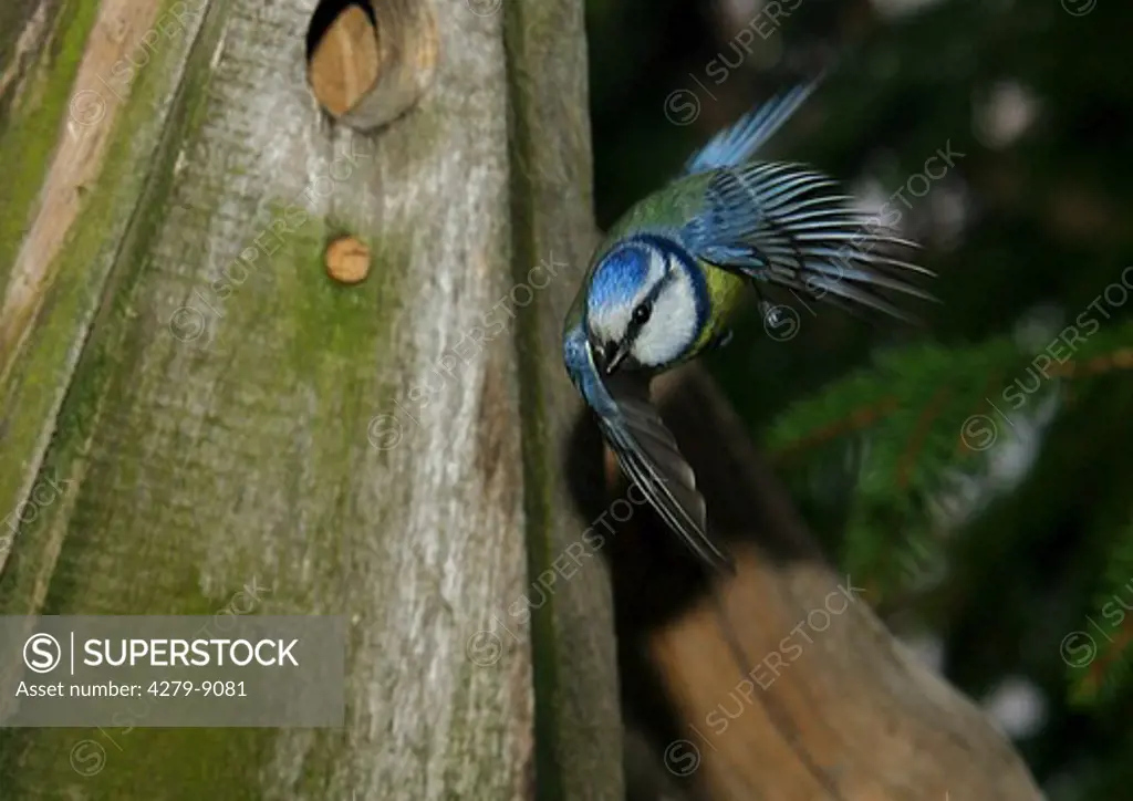 flying Blue Tit, Parus caeruleus