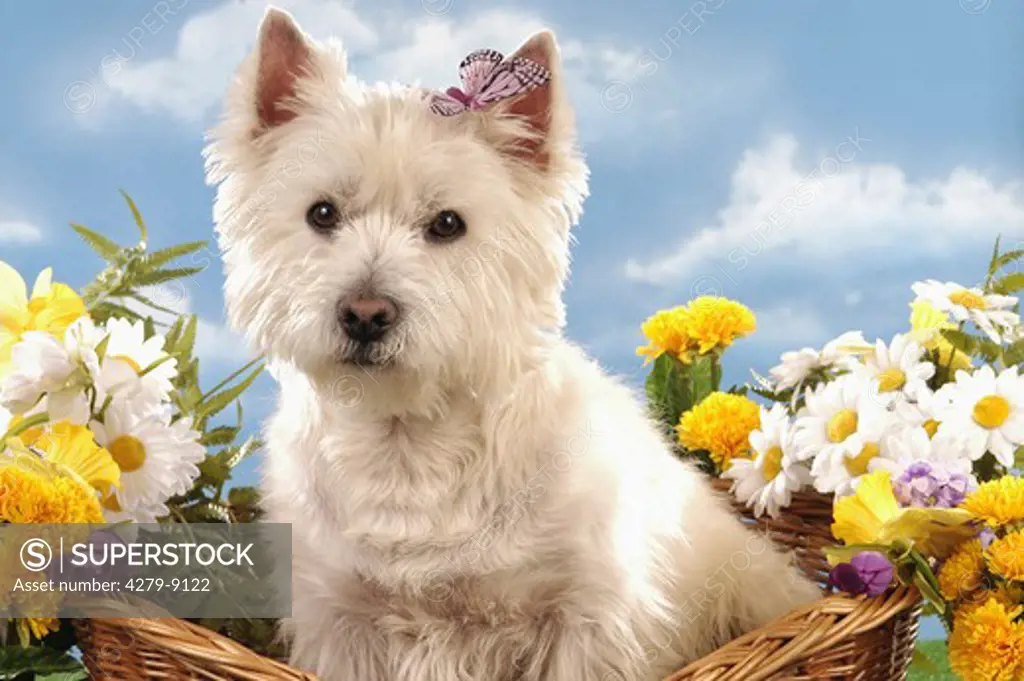 West Highland White Terrier with butterfly - sitting in basket