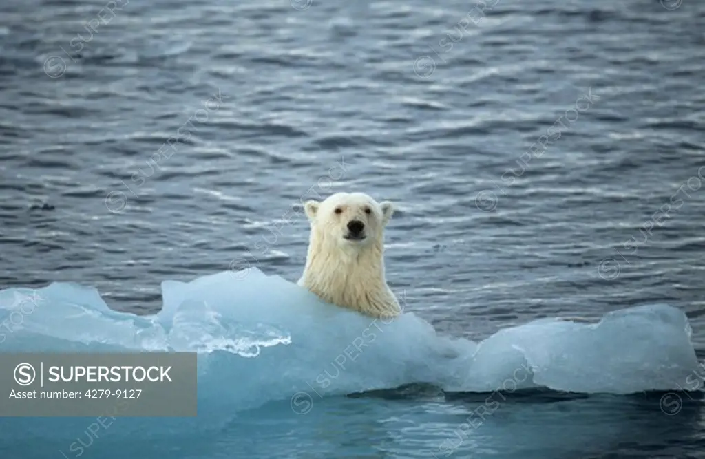 polar bear in water at a floe, Ursus maritimus