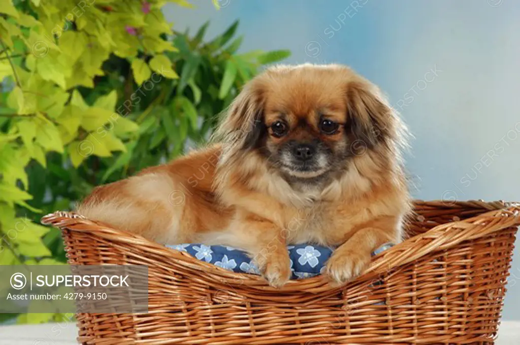 Tibetan Spaniel, Prayer Dog lying in dog basket