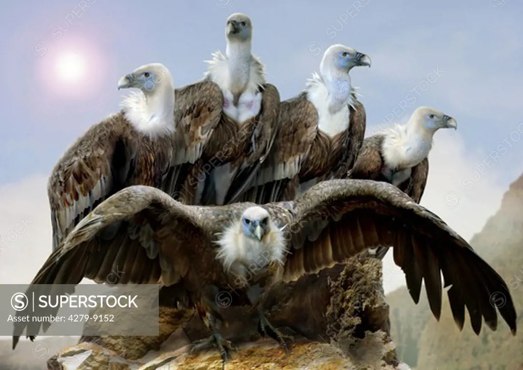 five griffon vulture, Gyps fulvus