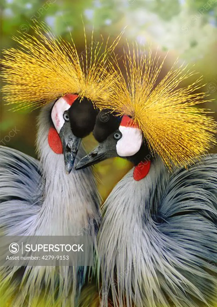 two crowned cranes, Balearicinae