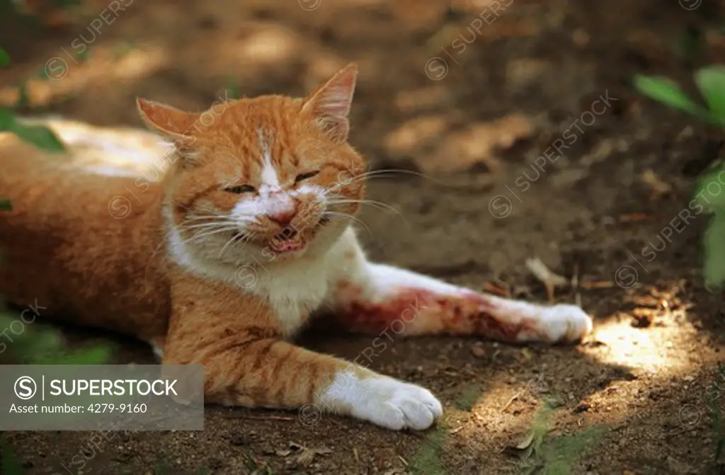 injured tomcat after a fight