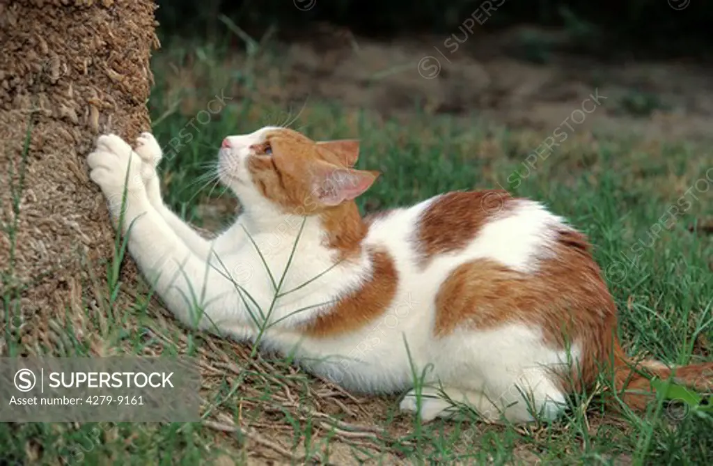 Cat sharpening the claws at a tree