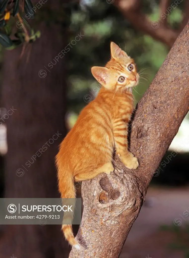 young domestic cat - climbing on tree