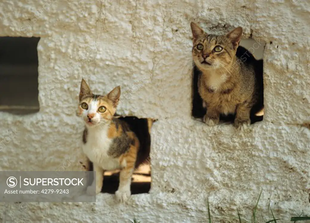 two alley cats looking through holes in wall