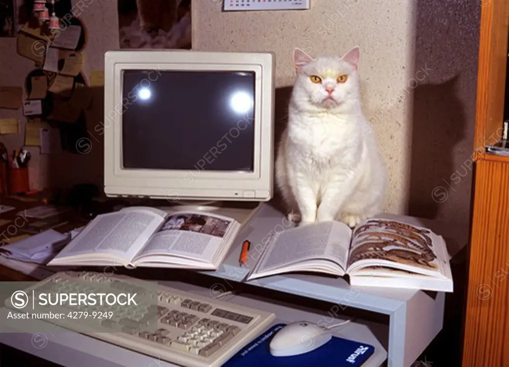 white Cat sitting beside a computer