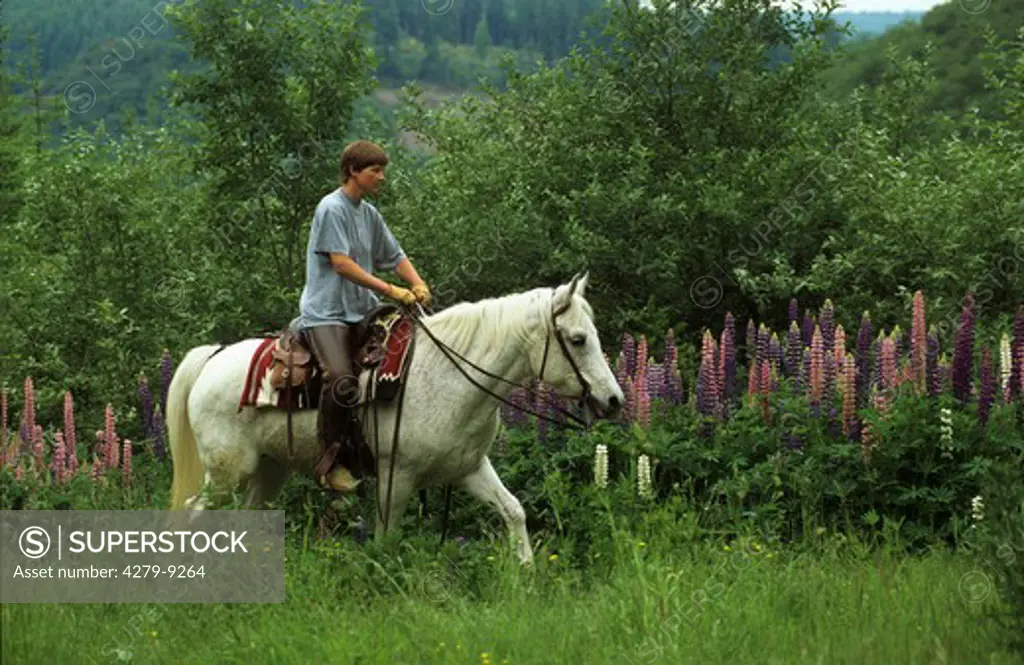 rider wih horse at ride - lupins are noxious plants for horses - attention