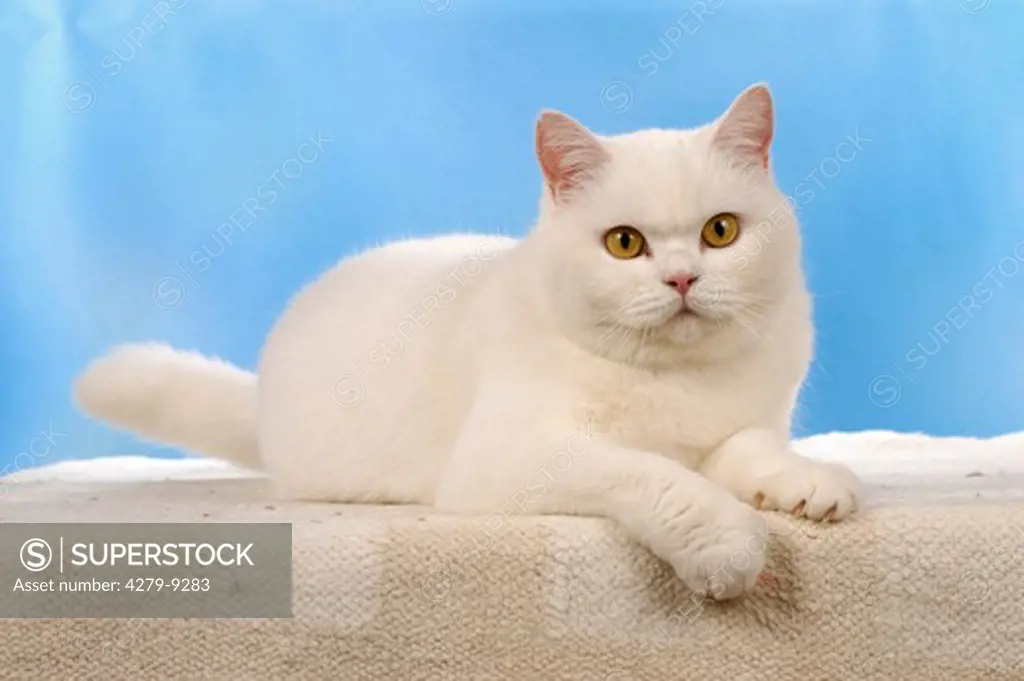 British Shorthair Cat - lying