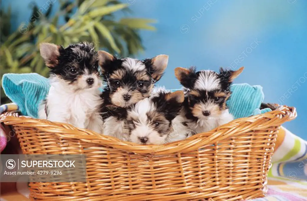 four Yorkshire Terrier puppies - sitting in basket