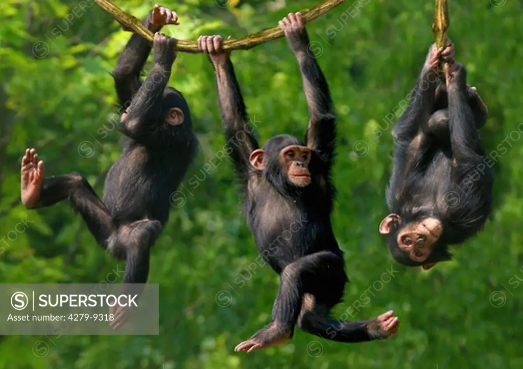 three young savanna chimpanzees - climbing, pan troglodytes