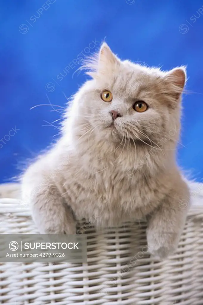 British Longhair Cat, Highlander in basket
