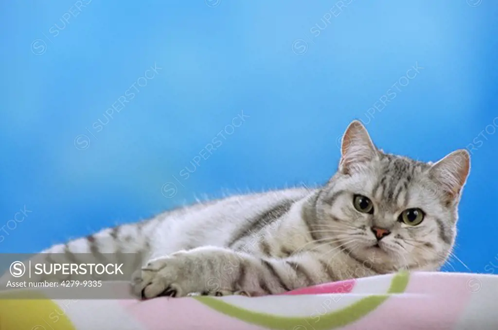 British Shorthair Cat - lying