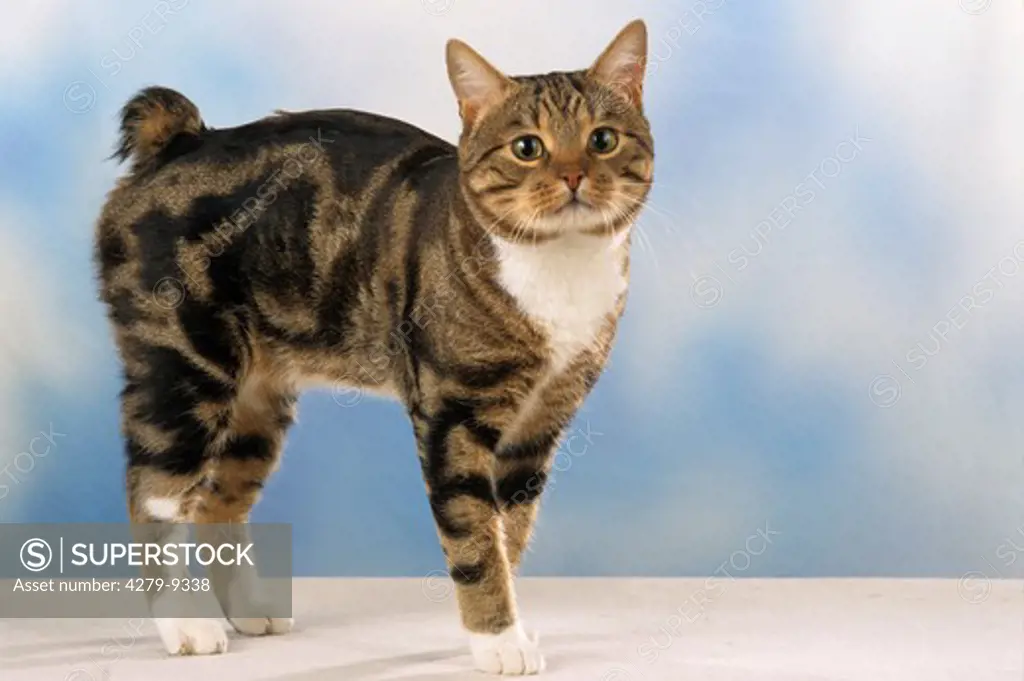 Manx Cat - standing lateral