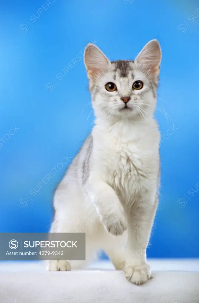 young Somali Cat - standing frontal