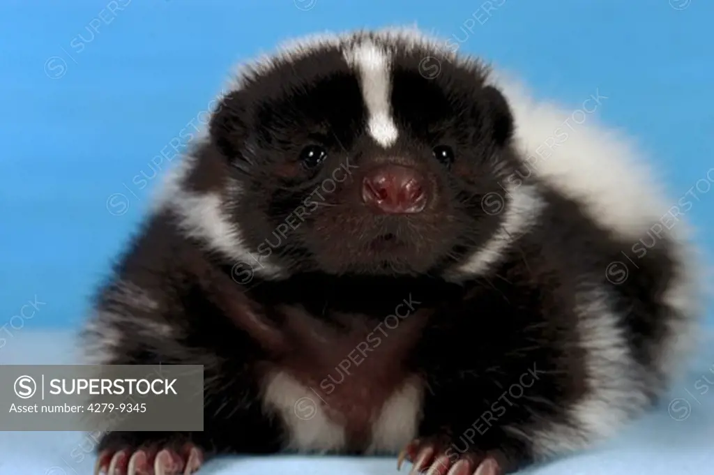 young striped skunk - lying frontal, Mephitis mephitis