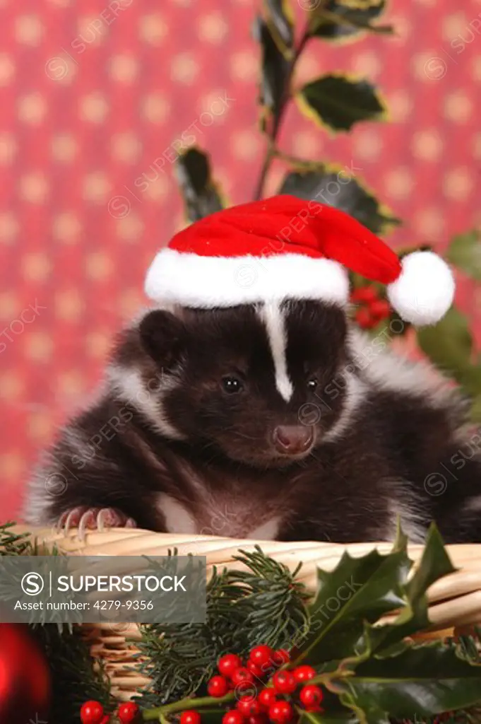 young striped skunk in basket with Santa claus cap, Mephitis mephitis