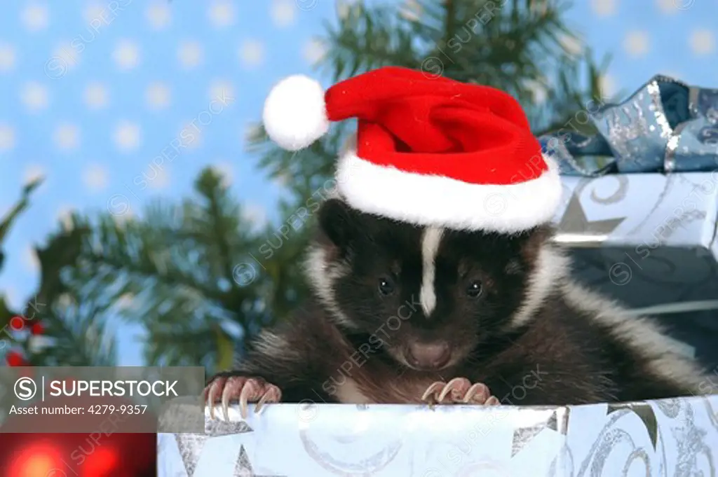 young striped skunk - in present box with Santa Claus cap, Mephitis mephitis