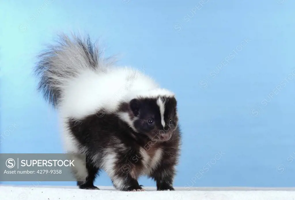 young striped skunk - standing frontal, Mephitis mephitis