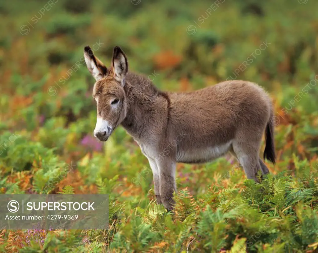donkey - foal standing on meadow