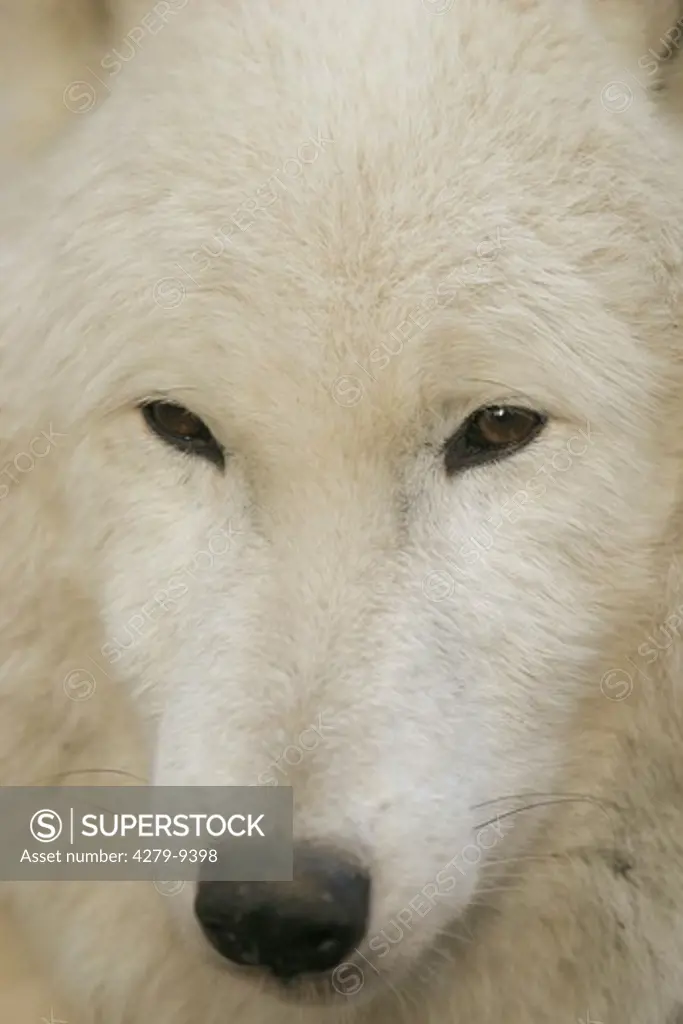 Arctic wolf - face - close up view, Canis lupus tundrorum