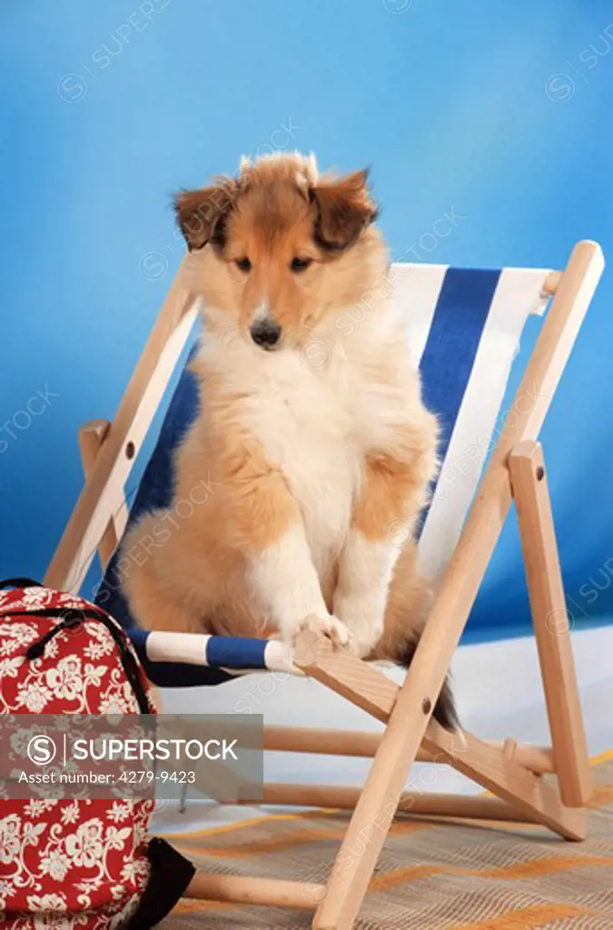 Collie puppy - sitting in deck chair