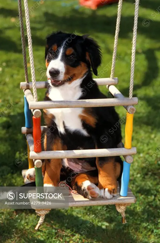 Bernese Mountain Dog puppy - sitting in swing