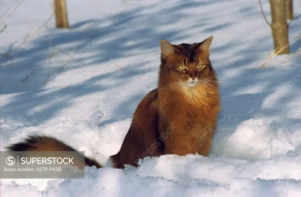Somali Cat - sitting in snow