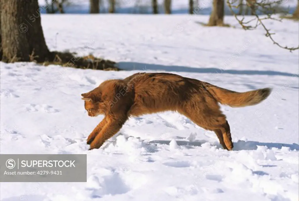 Somali Cat - jumping through snow