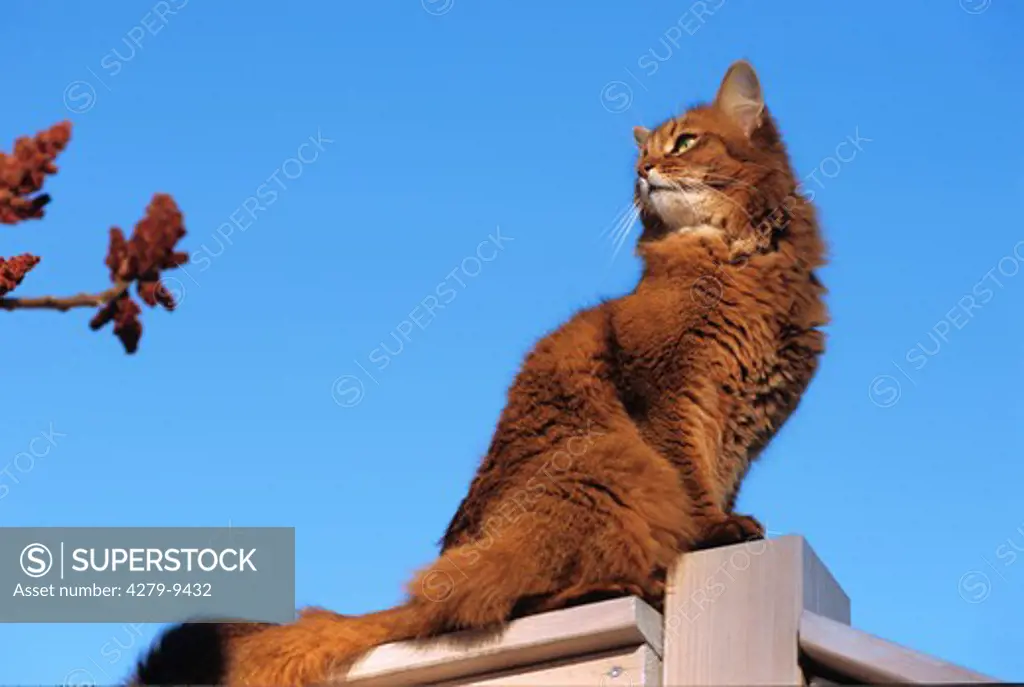Somali Cat - sitting lateral