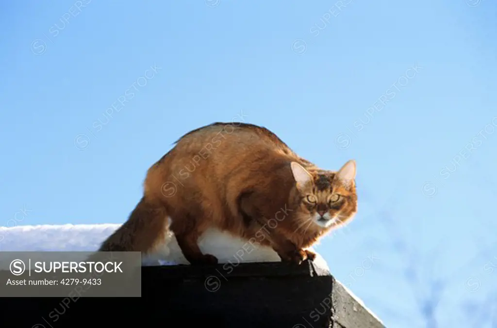 Somali Cat on snowy roof