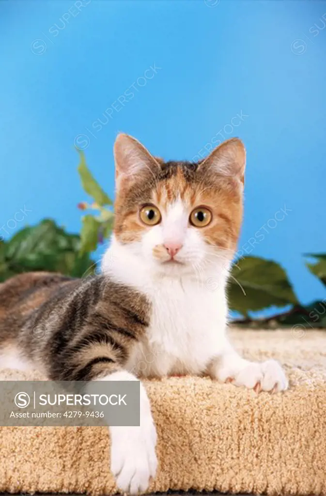 young domestic cat - lying frontal