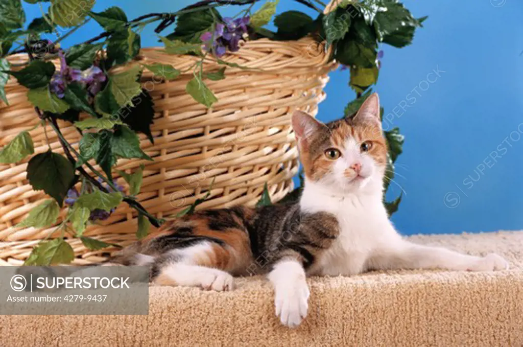 young domestic cat - lying beside a basket